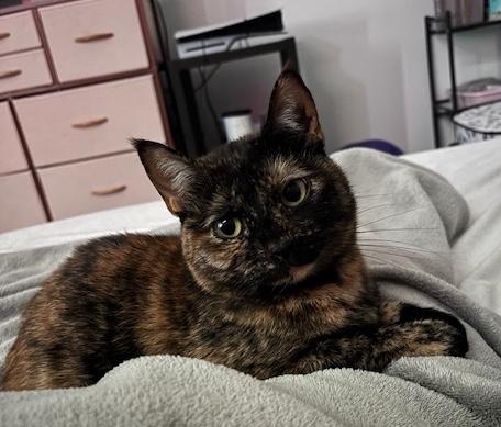 Enlarge Nixie, a ADOPTABLE Domestic Medium Hair in Sherman Oaks, CA image 1/6