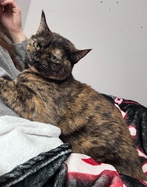 Enlarge Nixie, a ADOPTABLE Domestic Medium Hair in Sherman Oaks, CA image 3/6