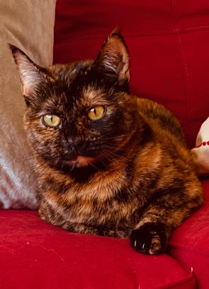 Enlarge Nixie, a ADOPTABLE Domestic Medium Hair in Sherman Oaks, CA image 6/6