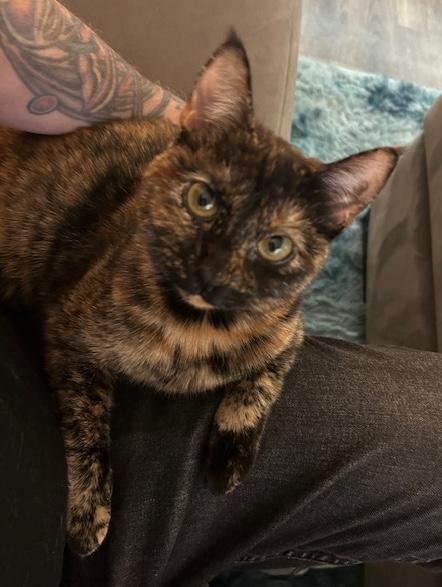 Enlarge Nixie, a ADOPTABLE Domestic Medium Hair in Sherman Oaks, CA image 4/6