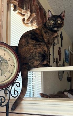 Enlarge Nixie, a ADOPTABLE Domestic Medium Hair in Sherman Oaks, CA image 5/6
