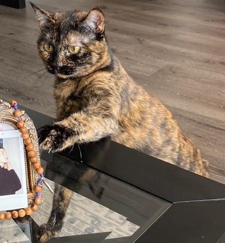 Enlarge Nixie, a ADOPTABLE Domestic Medium Hair in Sherman Oaks, CA image 2/6