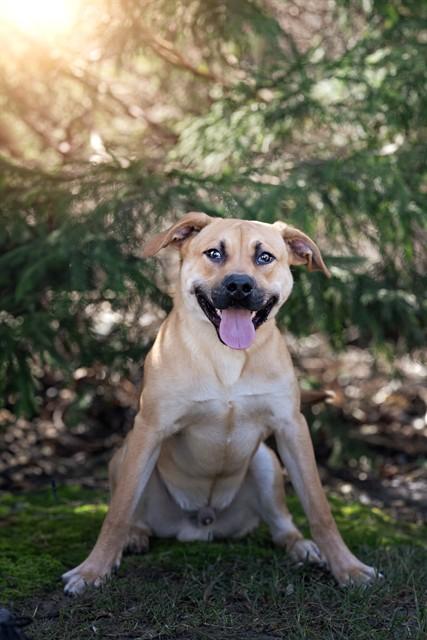 Enlarge LLOYD, a Adoptable mixed breed in Belleville, IL image 1/1