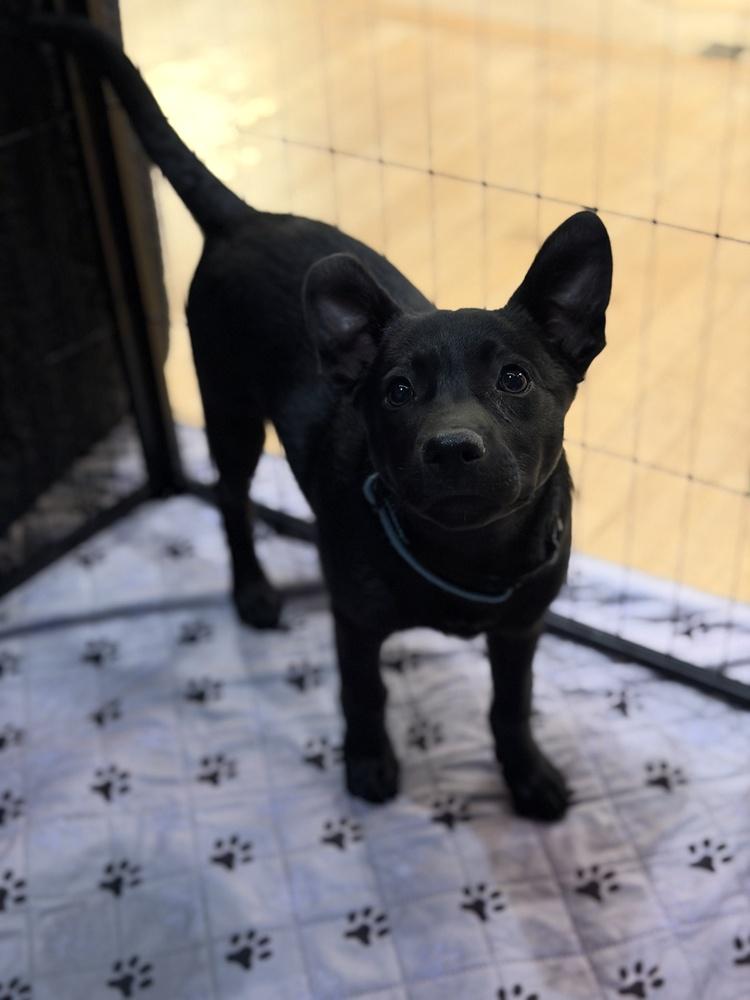 Milan, Adoptable, Puppy Female Australian Kelpie & German Shepherd Dog.