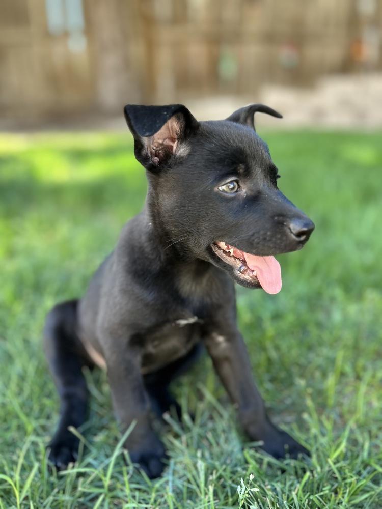 Milan, Adoptable, Puppy Female German Shepherd Dog.