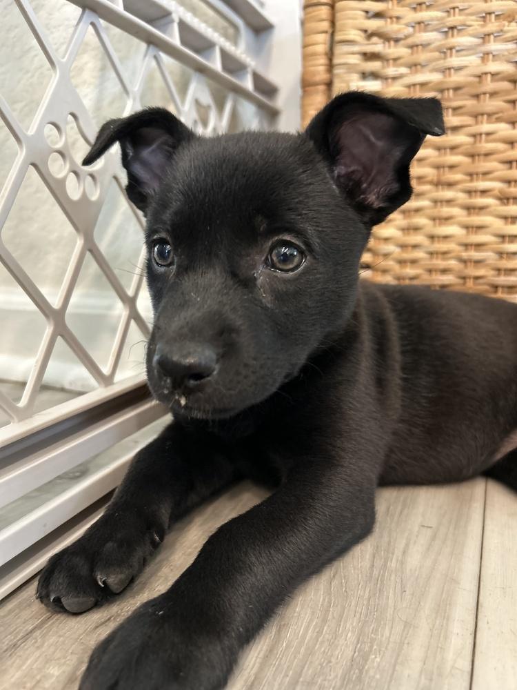 Enlarge Milan, a Adoptable mixed breed in Pleasant Hill, CA image 2/6