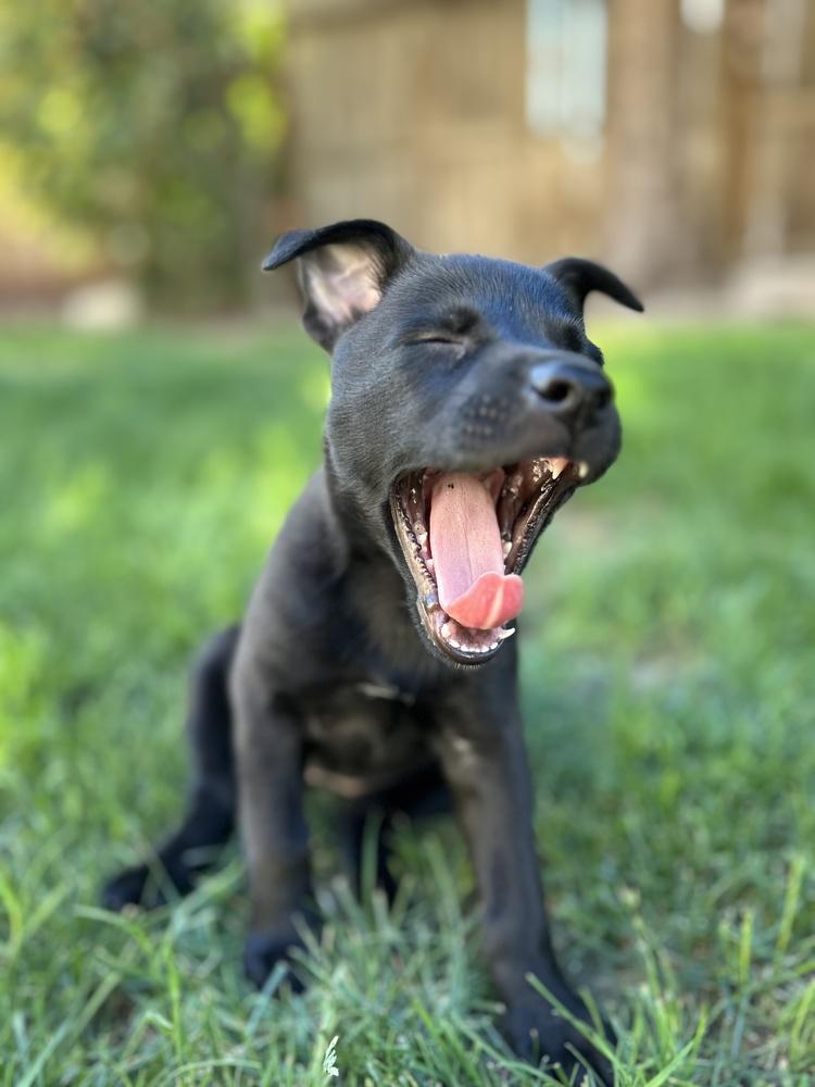 Enlarge Milan, a Adoptable mixed breed in Pleasant Hill, CA image 3/6