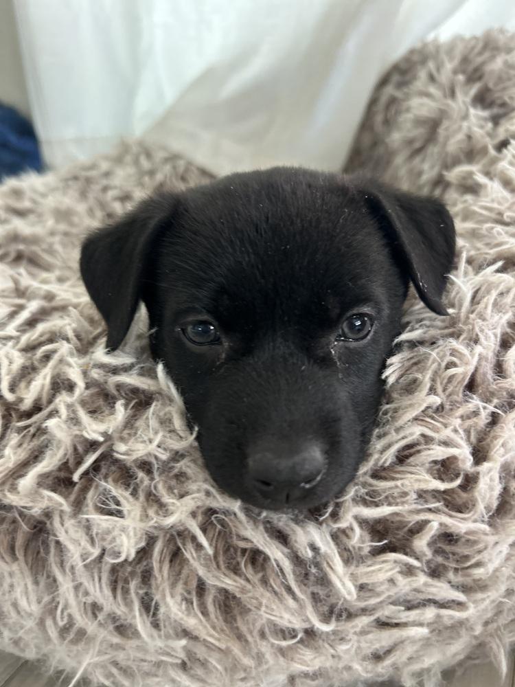 Enlarge Milan, a Adoptable mixed breed in Pleasant Hill, CA image 4/6