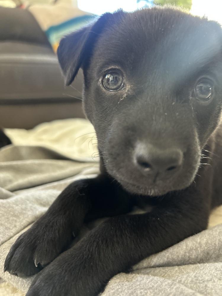 Enlarge Milan, a Adoptable mixed breed in Pleasant Hill, CA image 5/6