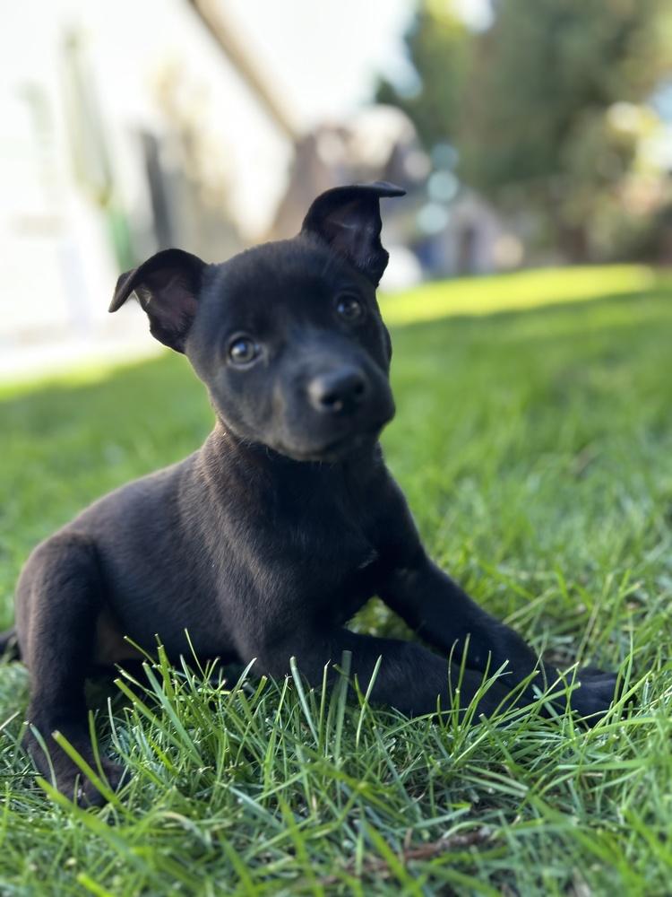 Enlarge Milan, a Adoptable mixed breed in Pleasant Hill, CA image 6/6