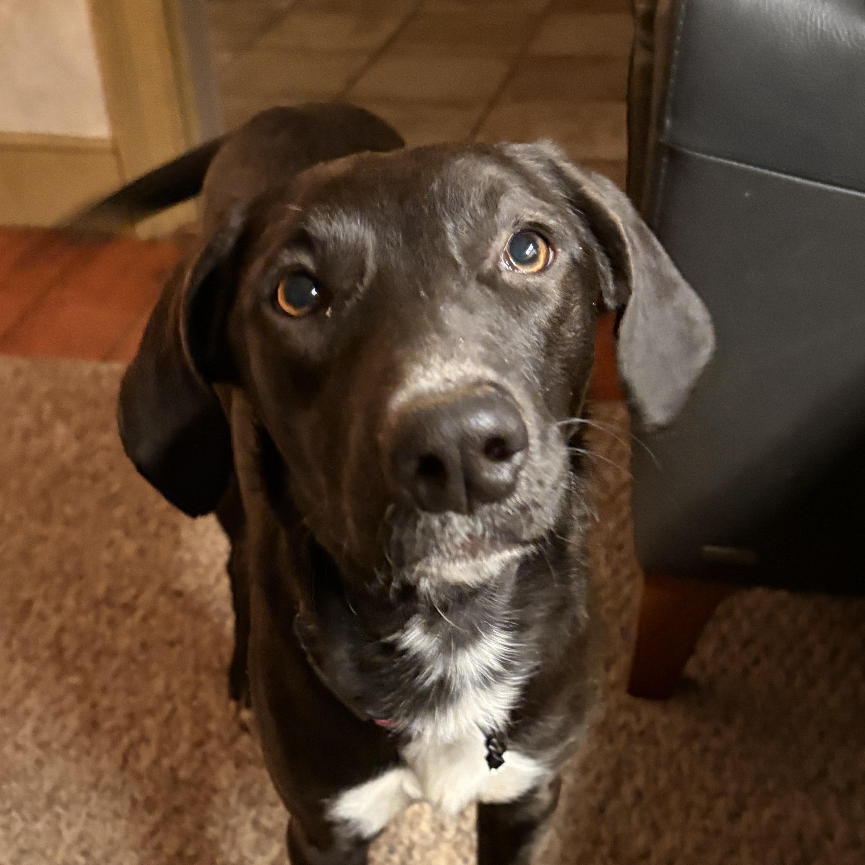 Laney, ADOPTABLE, Young Female Labrador Retriever.