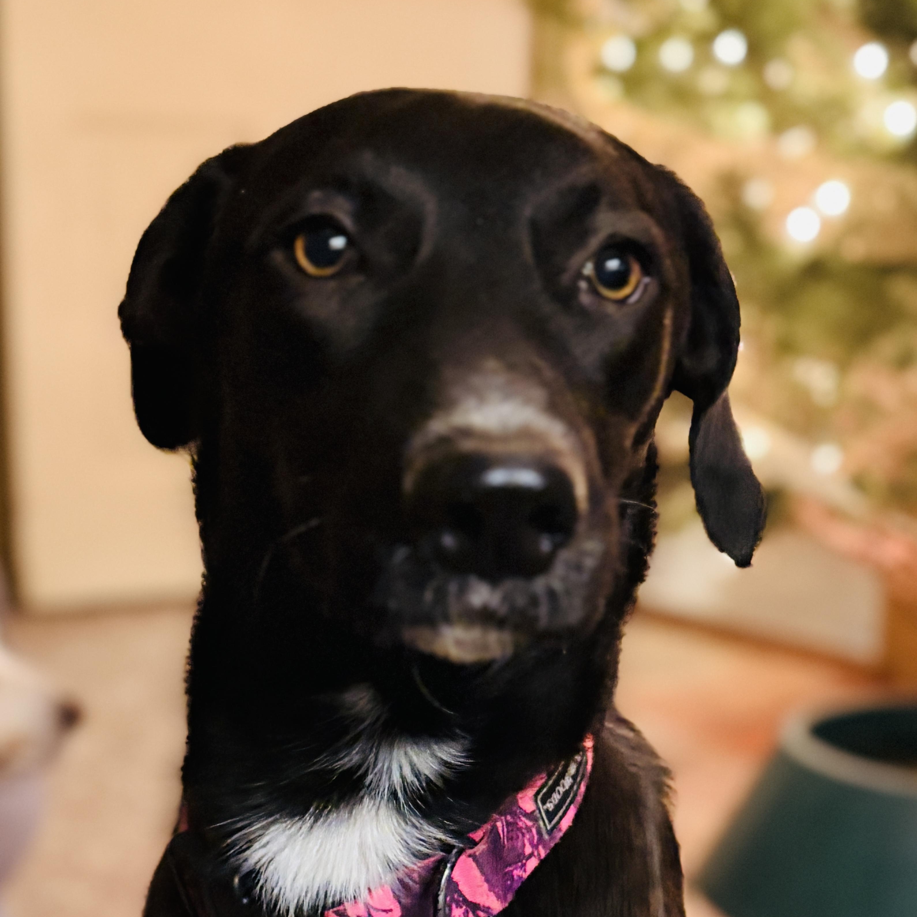 Enlarge Laney, a ADOPTABLE mixed breed in Mount Bethel, PA image 2/3