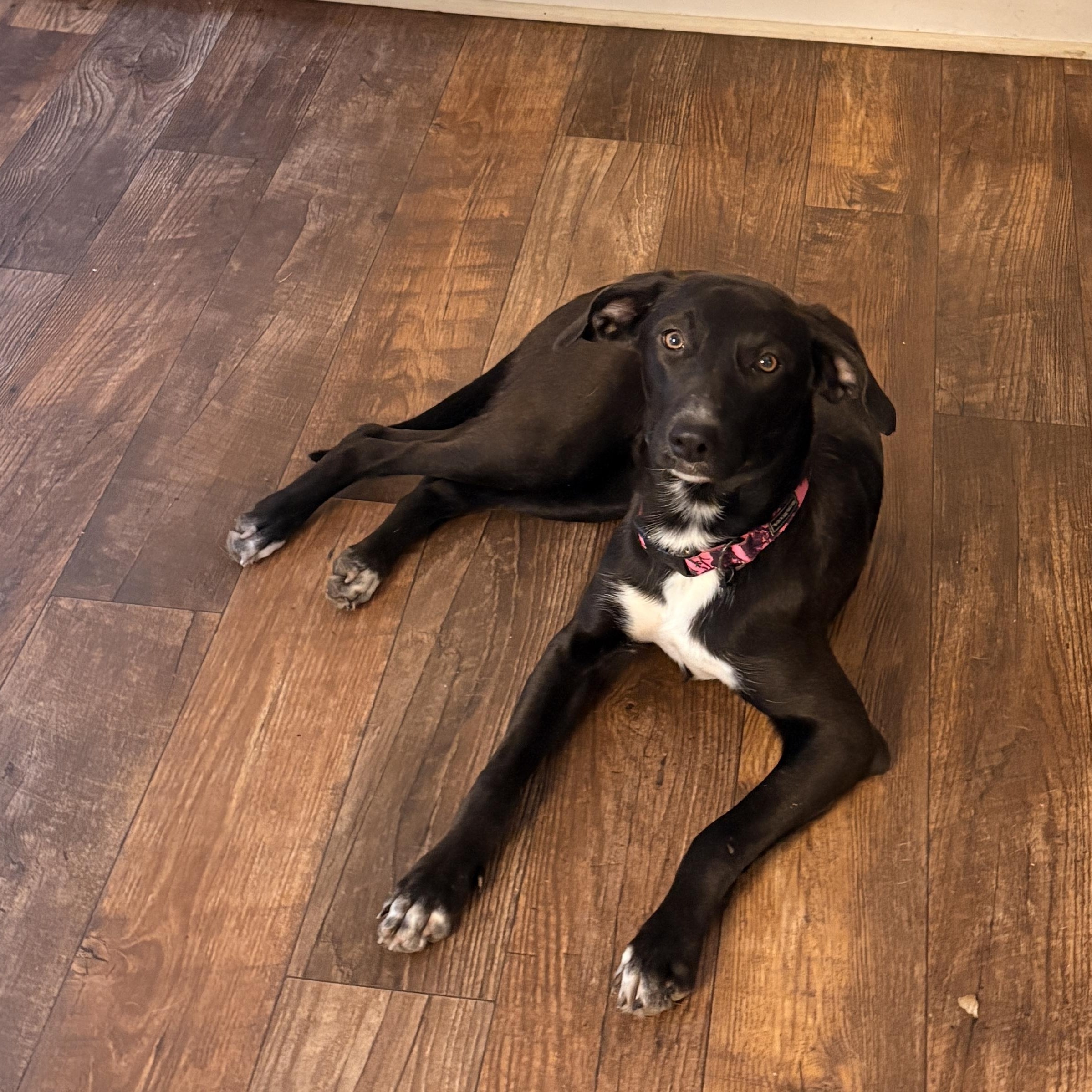 Enlarge Laney, a ADOPTABLE mixed breed in Mount Bethel, PA image 3/3