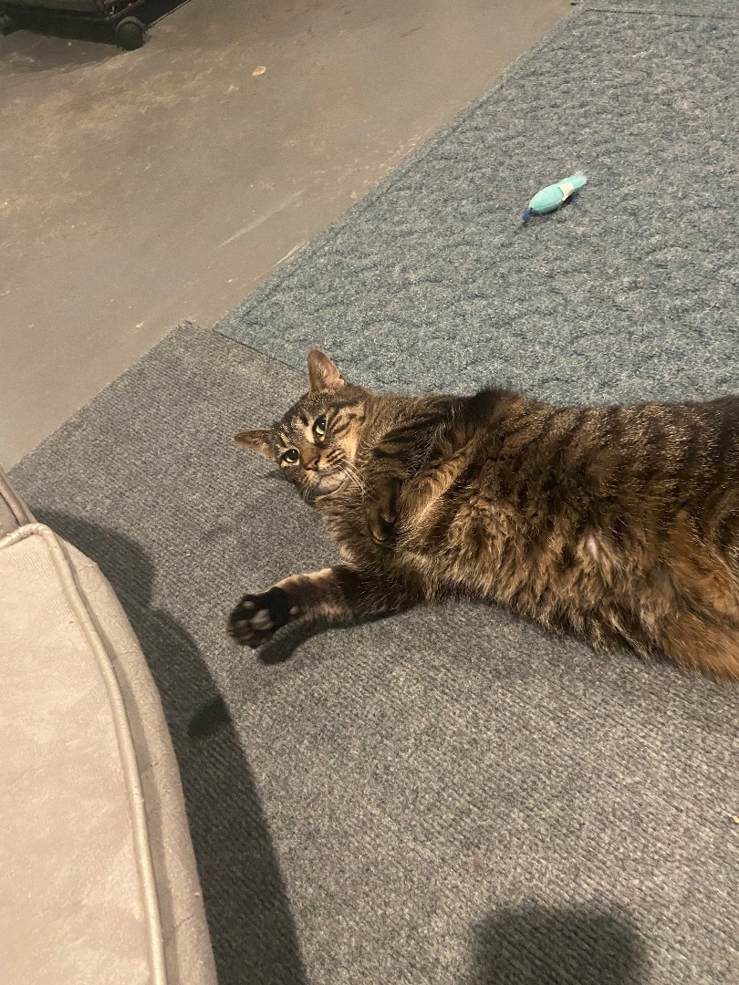 Enlarge Bella, a Adoptable Domestic Short Hair in Granite City, IL image 1/4