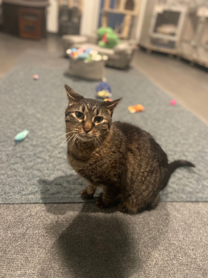 Enlarge Bella, a Adoptable Domestic Short Hair in Granite City, IL image 2/4