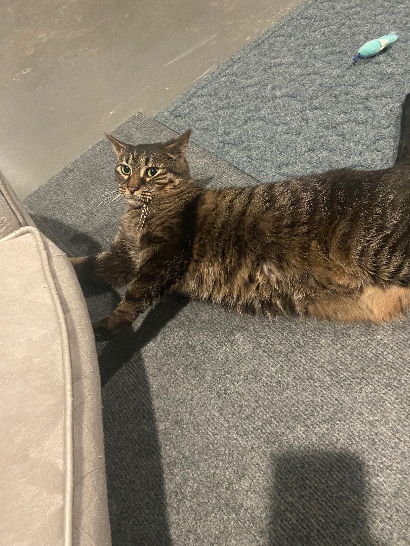 Enlarge Bella, a Adoptable Domestic Short Hair in Granite City, IL image 3/4