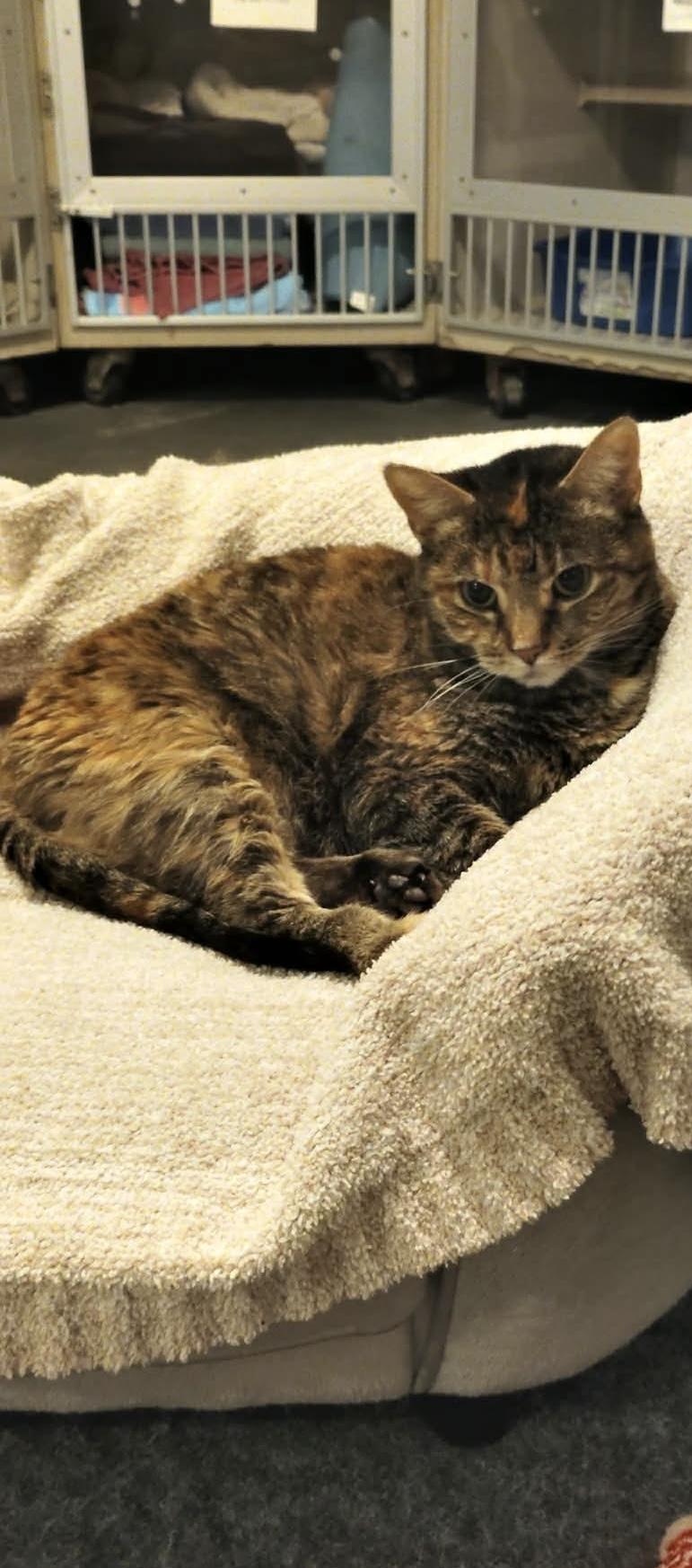 Bella, a Adoptable Domestic Short Hair in Granite City, IL image 1/6