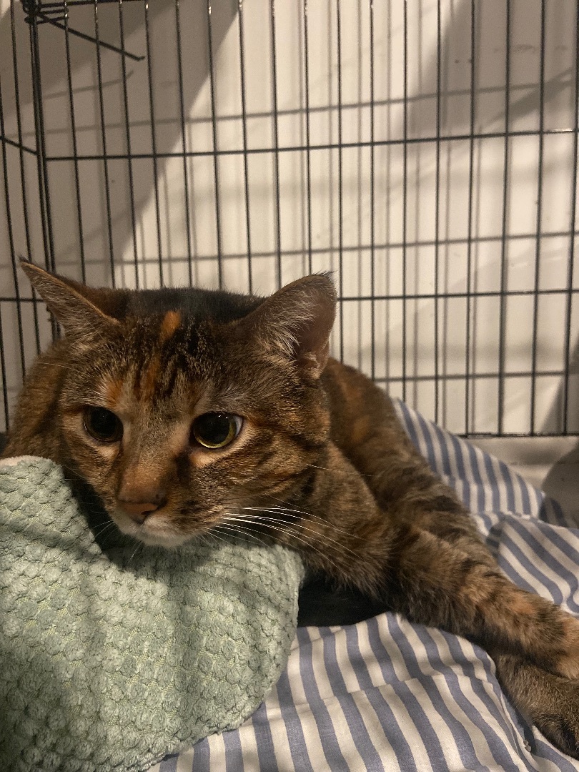 Enlarge Bella, a Adoptable Domestic Short Hair in Granite City, IL image 4/4