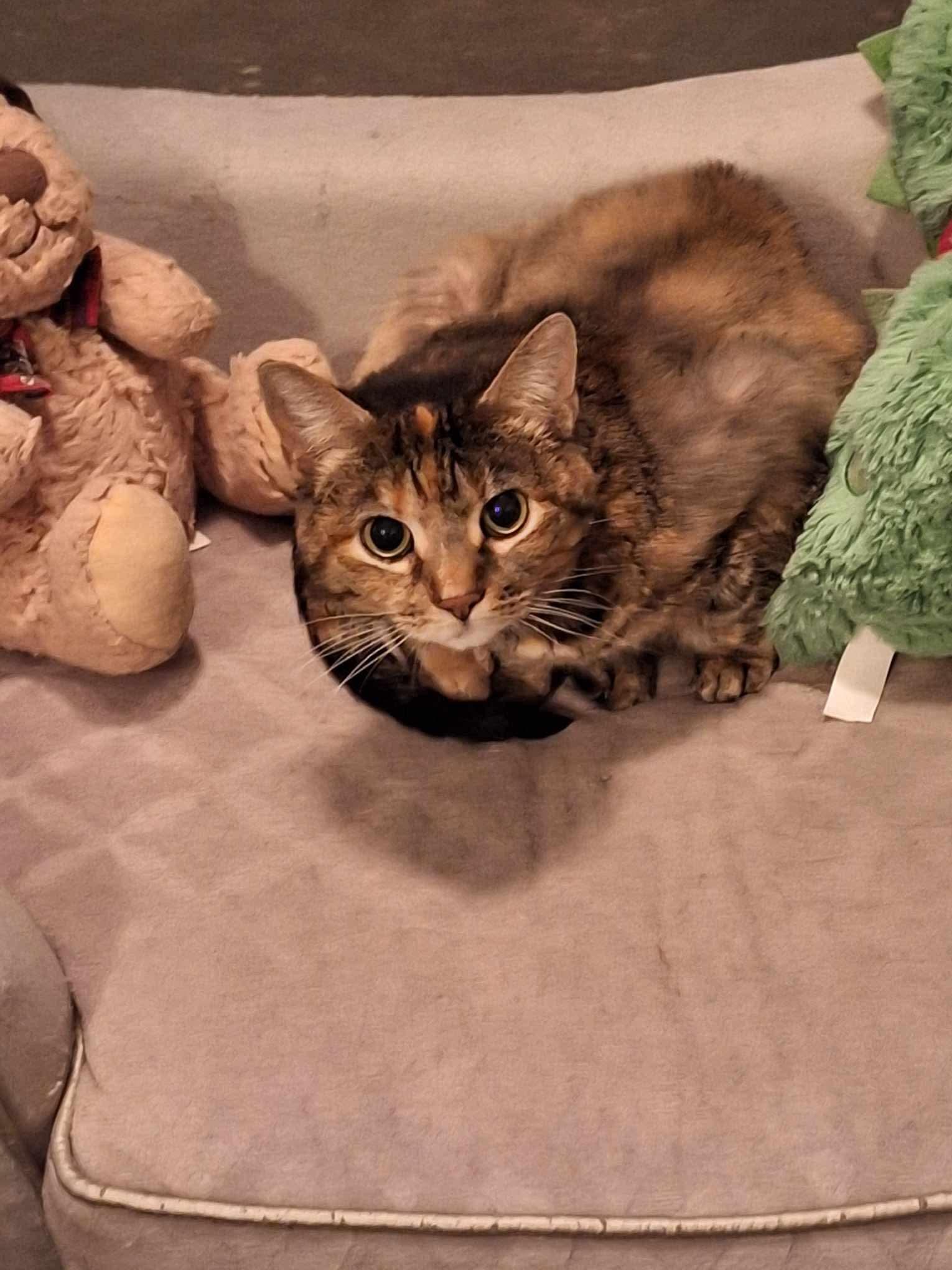 Bella, Adoptable, Adult Female Domestic Short Hair.