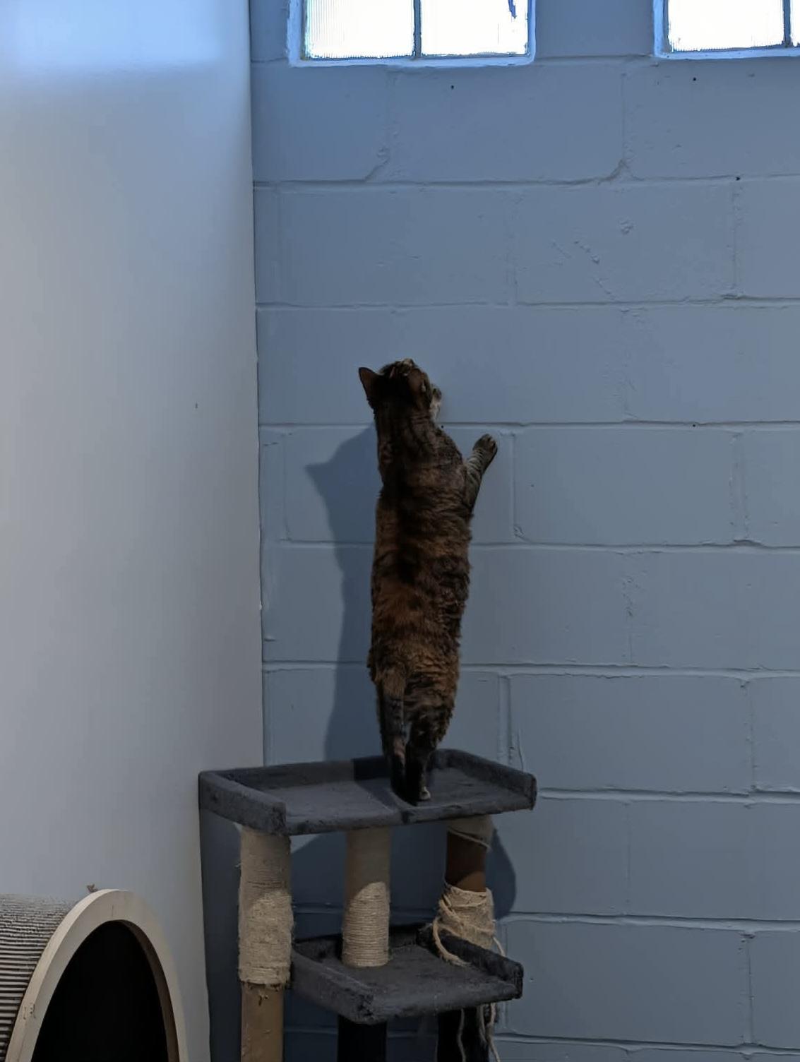 Bella, a Adoptable Domestic Short Hair in Granite City, IL image 6/6