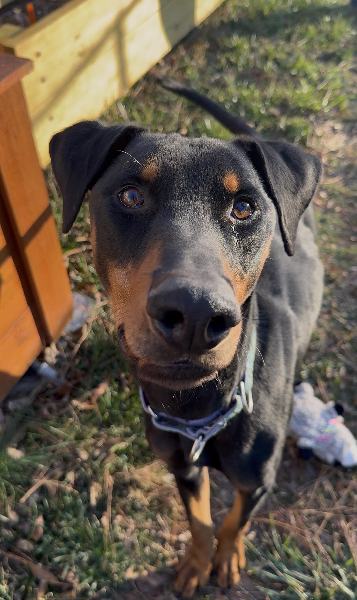 Milo , ADOPTABLE, Adult Male Doberman Pinscher.