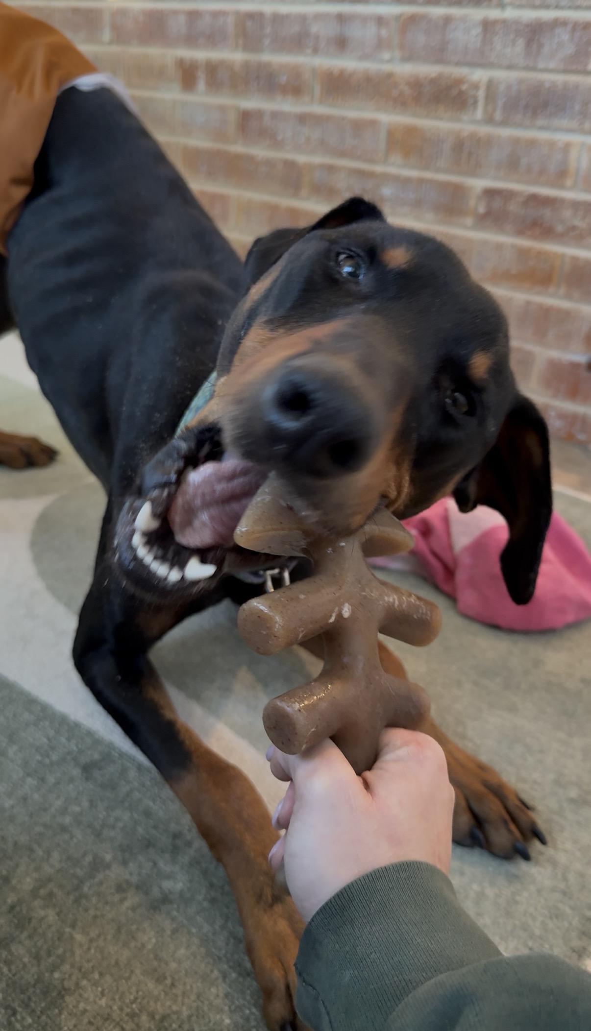 Enlarge Milo , a ADOPTABLE Doberman Pinscher in Matthews, NC image 2/3