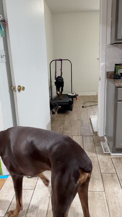 Enlarge Milo , a ADOPTABLE Doberman Pinscher in Matthews, NC video 3/3