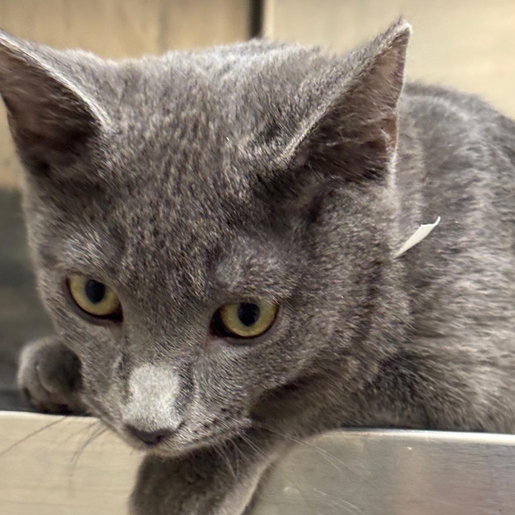 Jacque — thumbnail 2