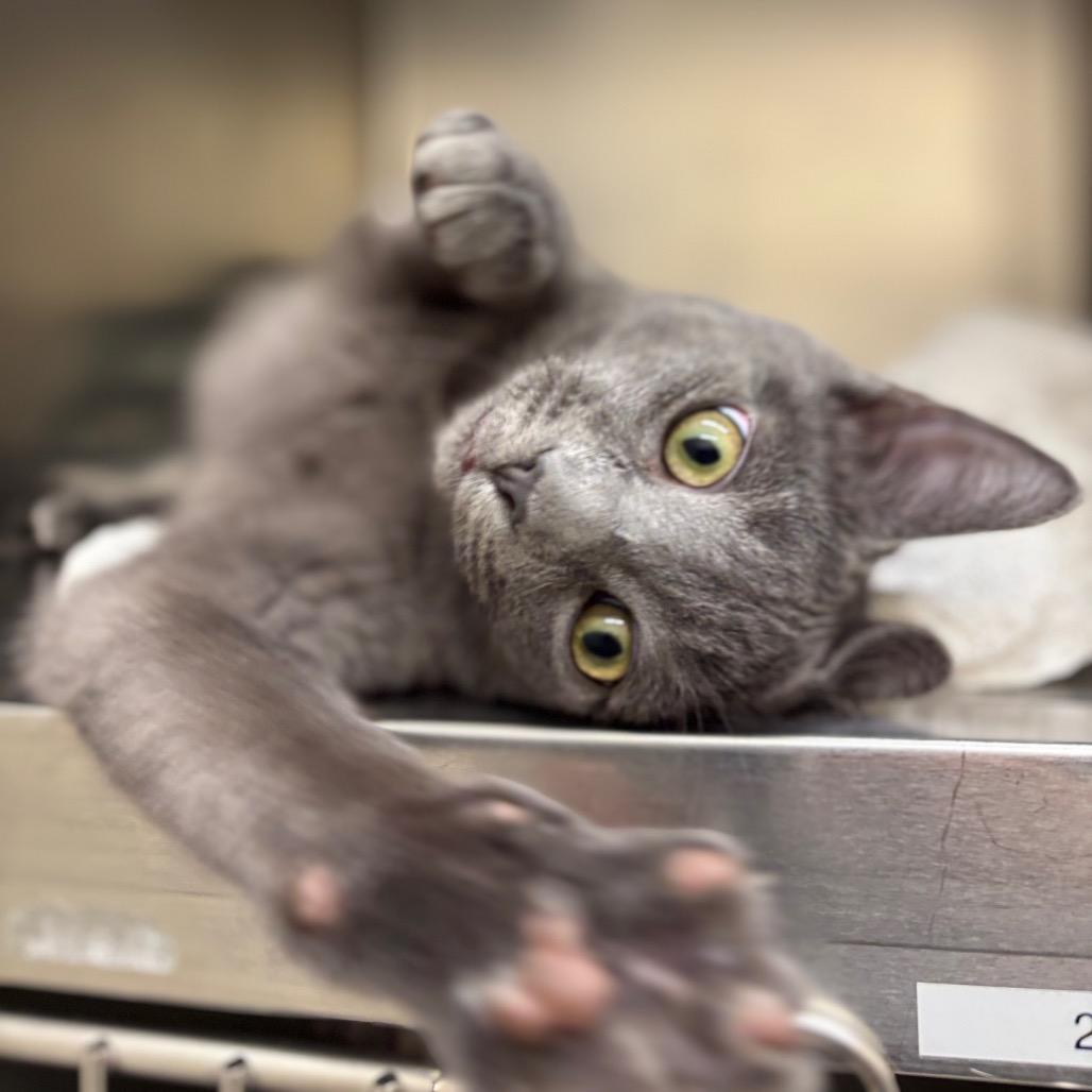 Jacque — thumbnail 3