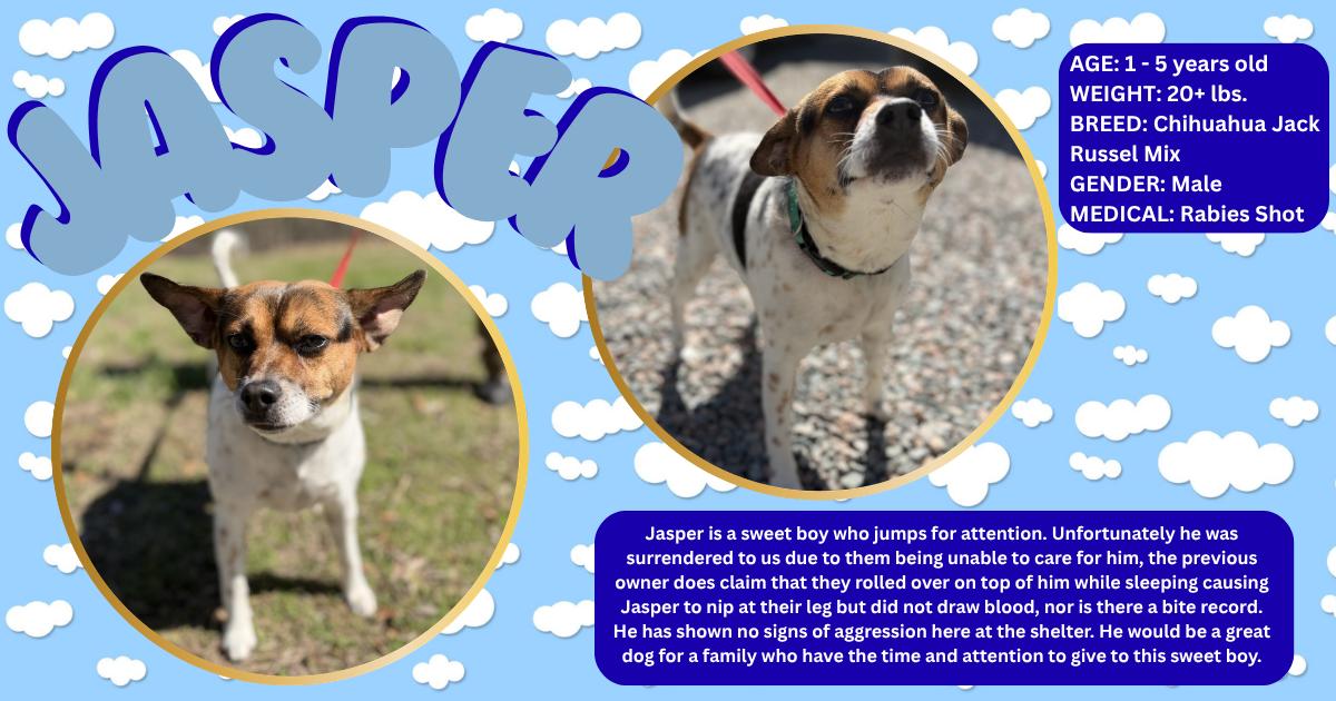 Enlarge Jasper , a ADOPTABLE mixed breed in Powhatan, VA image 1/1