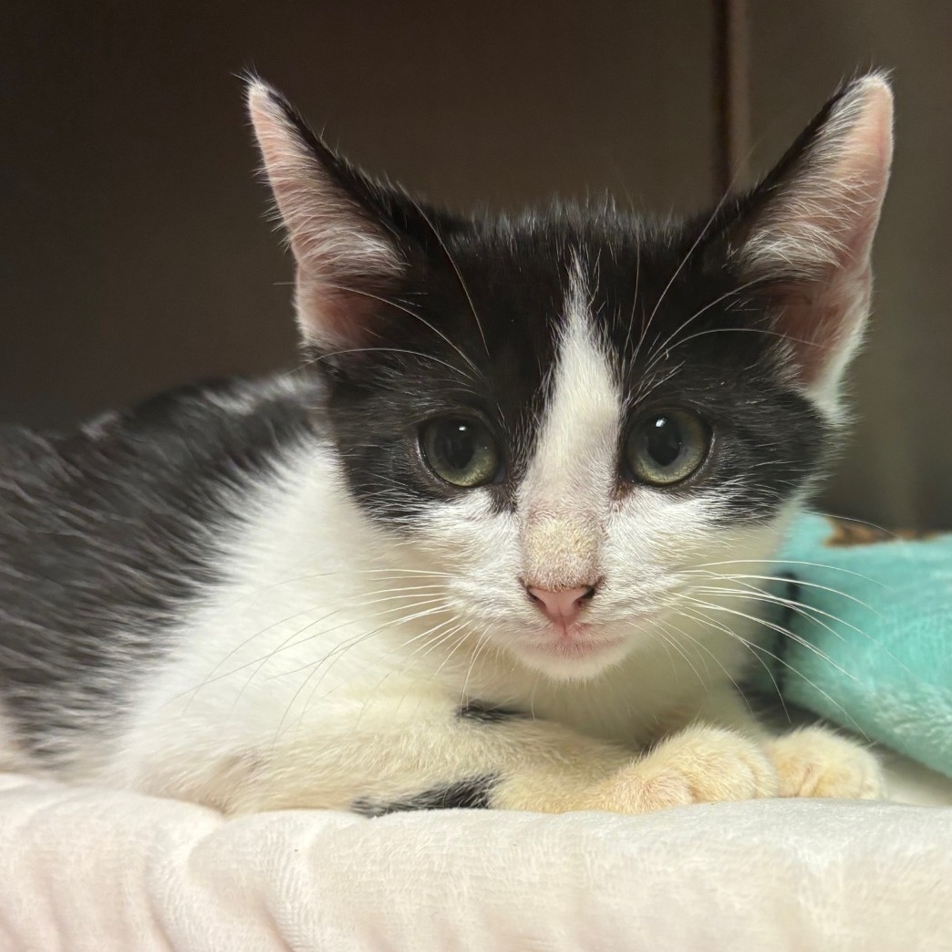 Cat for adoption Falafel, a Domestic Short Hair in Duluth, GA Petfinder