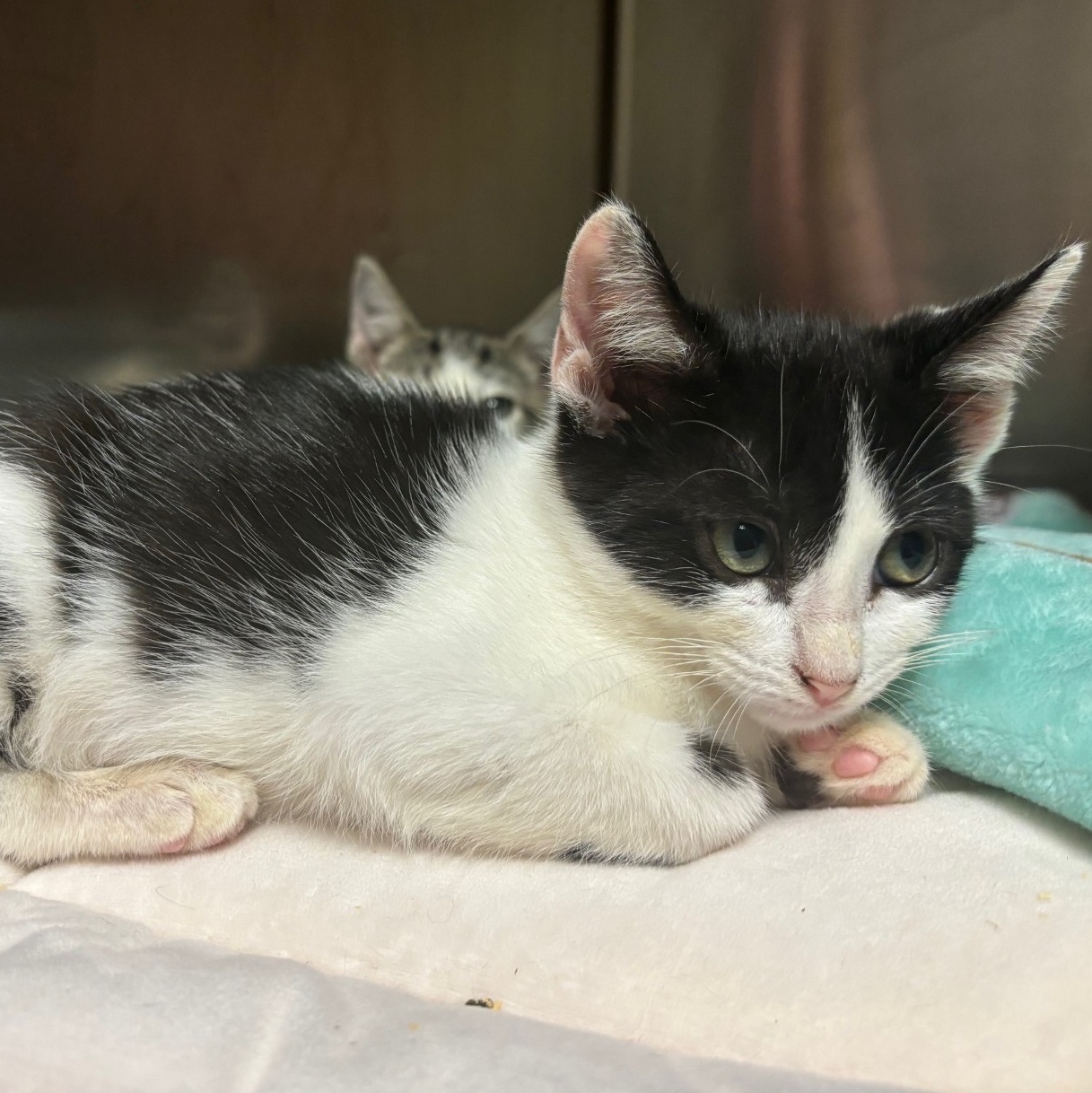 Cat for adoption Falafel, a Domestic Short Hair in Duluth, GA Petfinder