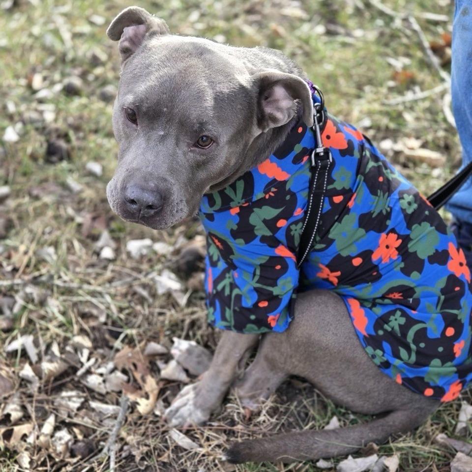 Tyke, Adoptable, Adult Male Pit Bull Terrier.