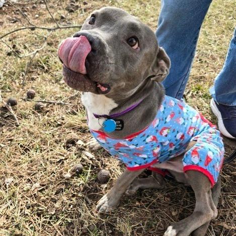 Tyke, a Adoptable mixed breed in Kansas City, MO image 2/6