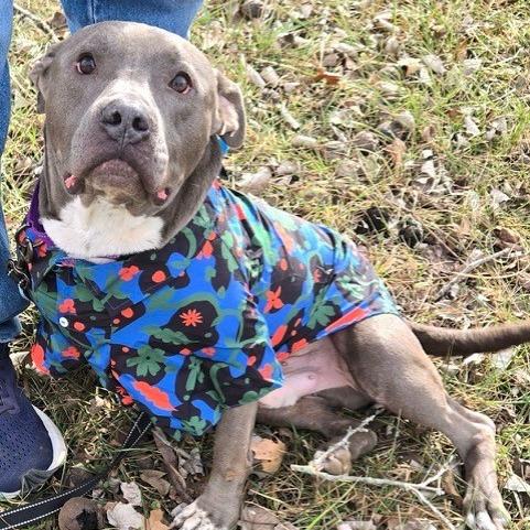 Enlarge Tyke, a Adoptable mixed breed in Kansas City, MO image 2/6