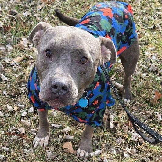 Enlarge Tyke, a Adoptable mixed breed in Kansas City, MO image 3/6