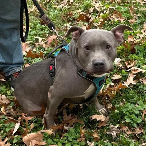 Enlarge Tyke, a Adoptable mixed breed in Kansas City, MO image 4/6