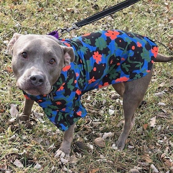 Enlarge Tyke, a Adoptable mixed breed in Kansas City, MO image 6/6