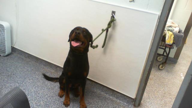 A1271563, Adoptable, Young Male Rottweiler.