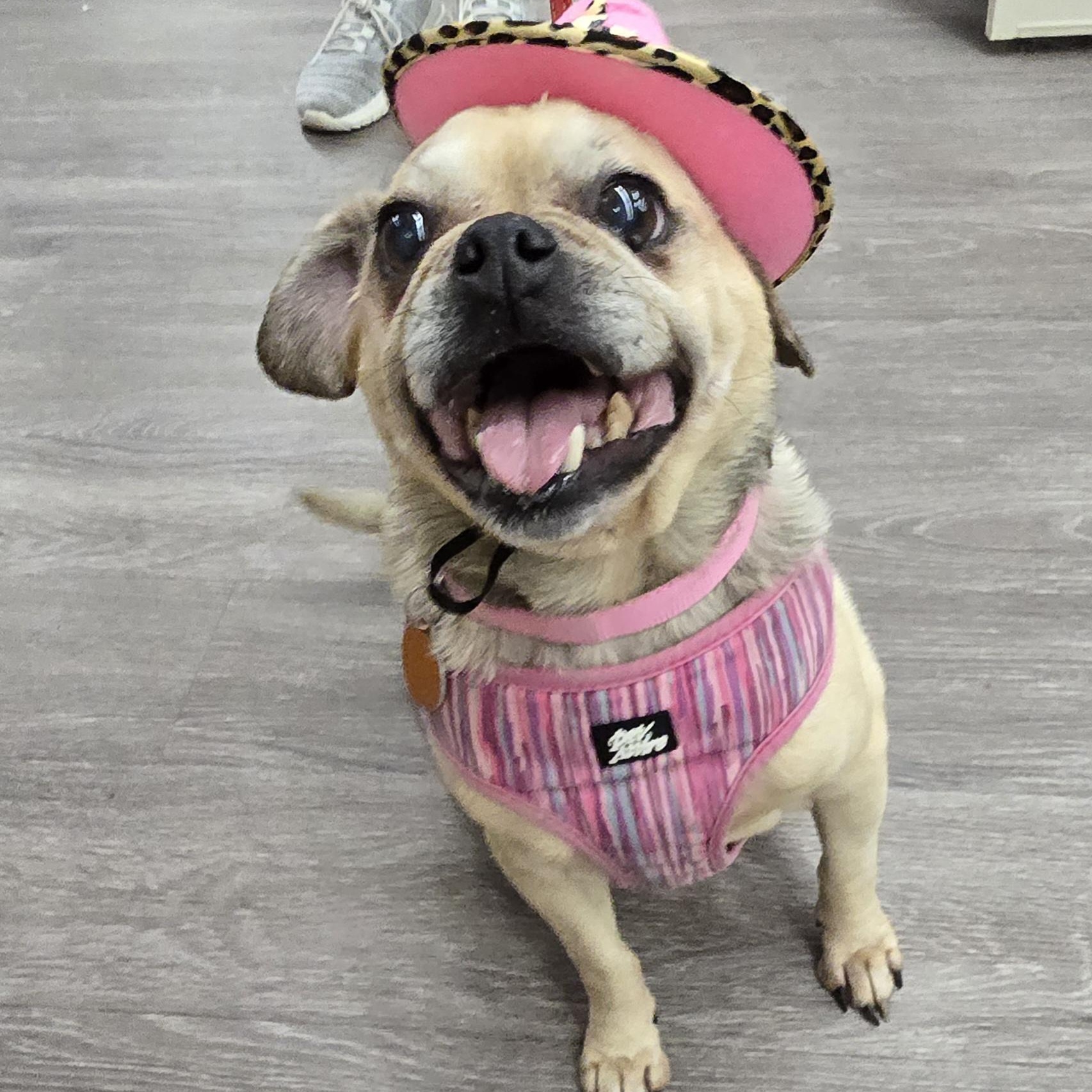 Angel - ADOPTION PENDING, Senior Female Pug