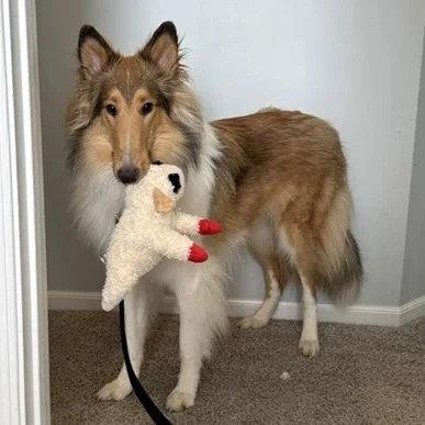 Myles, Adoptable, Young Male Collie.