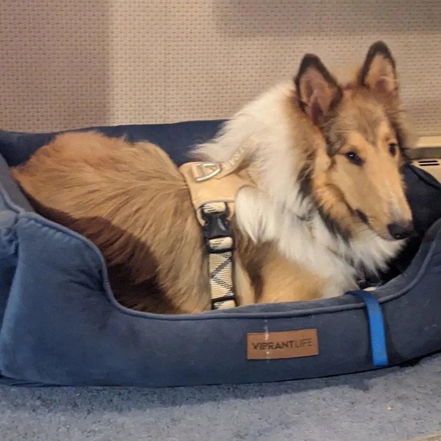 Enlarge Myles, a Adoptable Collie in Dublin, OH image 2/3