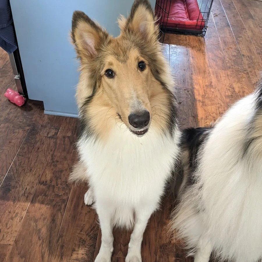 Enlarge Myles, a Adoptable Collie in Dublin, OH image 3/3