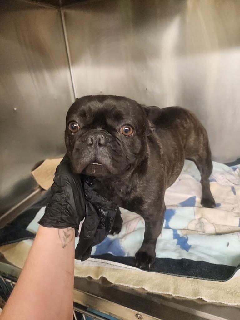 Enlarge Adele, a Adopted French Bulldog in Mineral, VA image 1/1