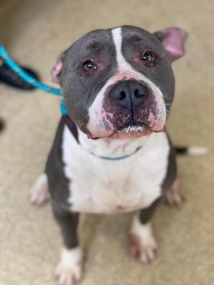 Ruth, Adoptable, Adult Female Mixed Breed & Mixed Breed.