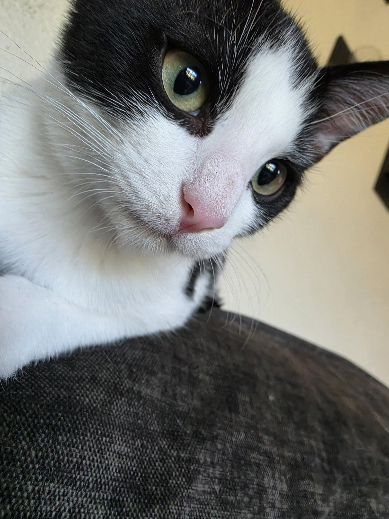 Johnny Five, Adoptable, Kitten Male Domestic Short Hair.