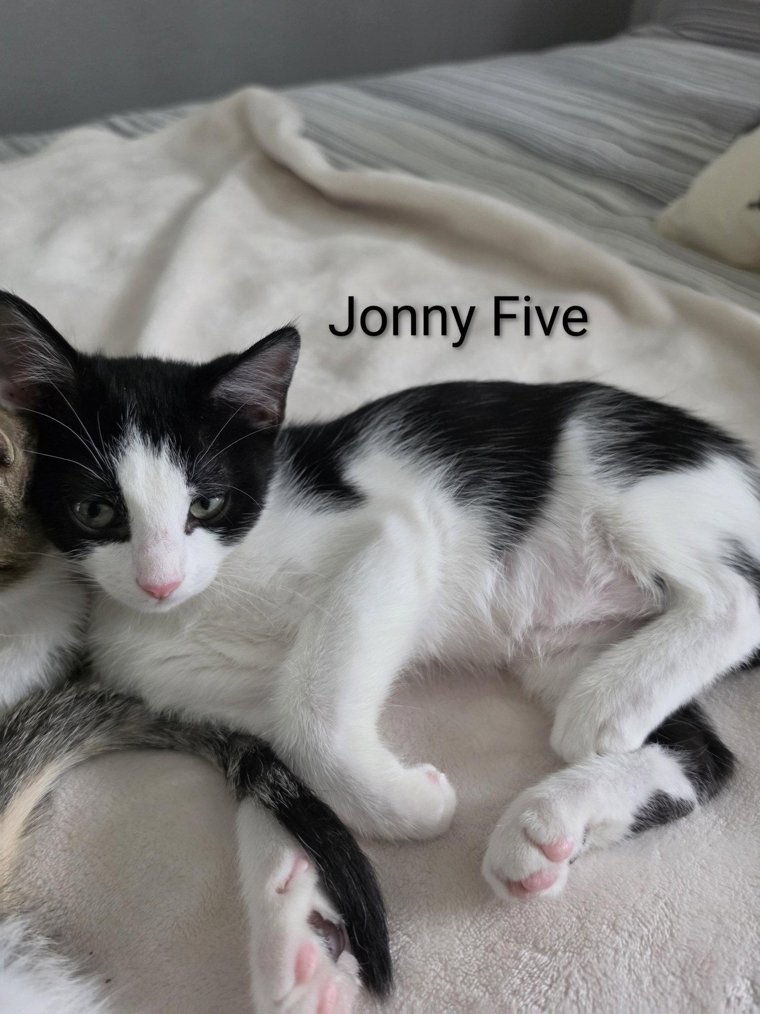 Enlarge Johnny Five, a Adoptable Domestic Short Hair in Lake Saint Louis, MO image 2/3