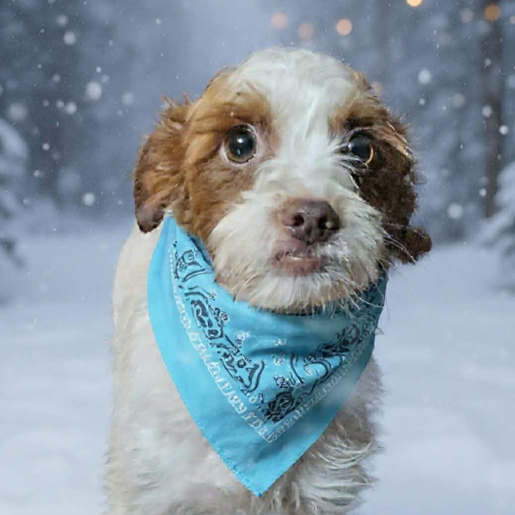 Dunkin, ADOPTABLE, Puppy Male Shih Tzu & West Highland White Terrier / Westie.