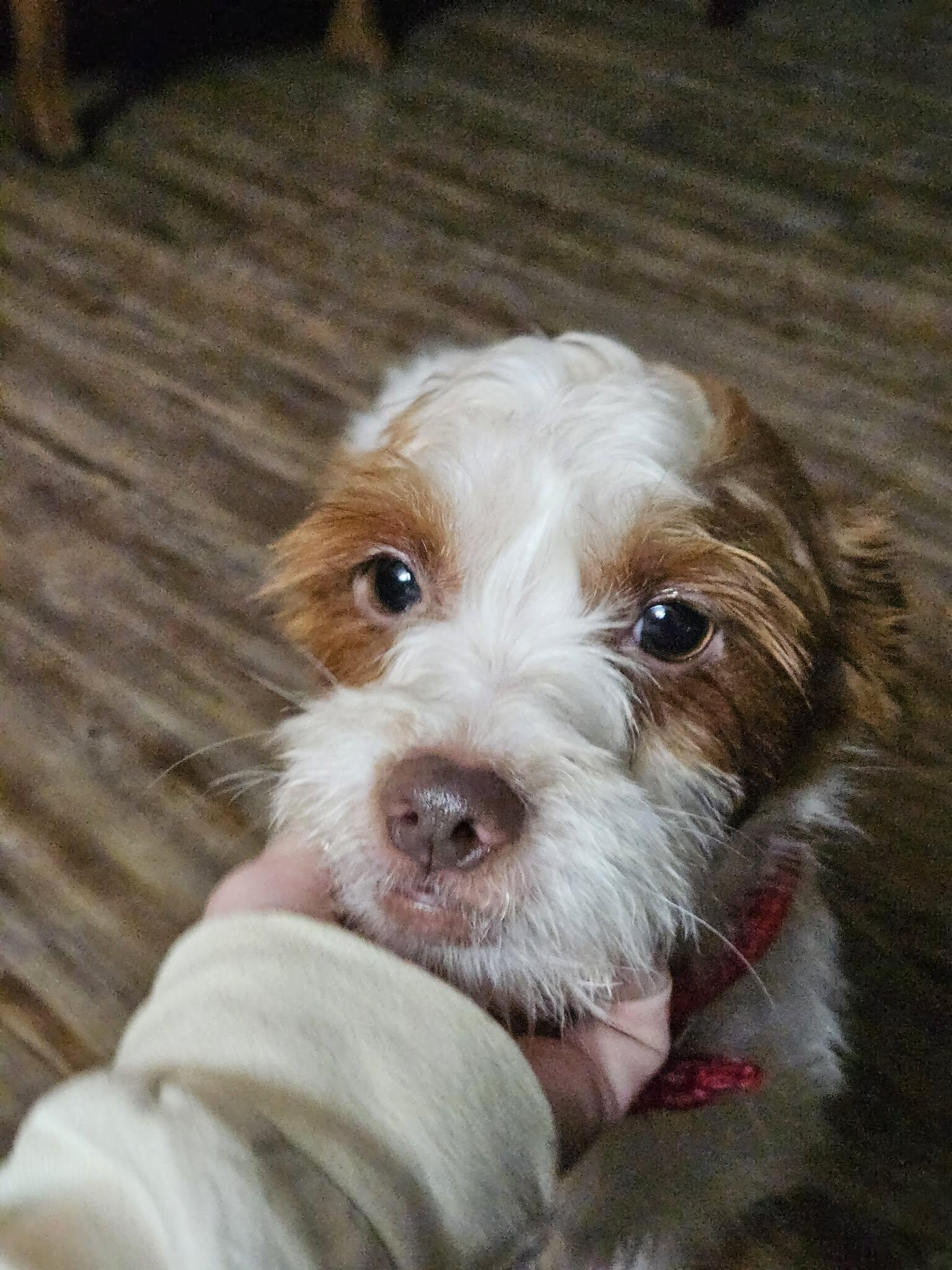 Enlarge Dunkin, a ADOPTABLE mixed breed in Glocester, RI image 5/5