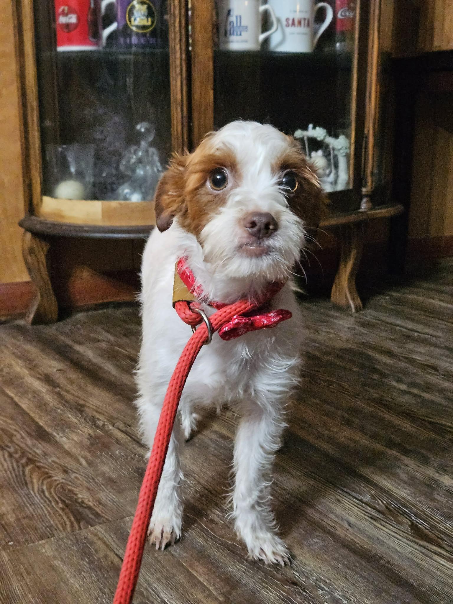 Enlarge Dunkin, a ADOPTABLE mixed breed in Glocester, RI image 3/5